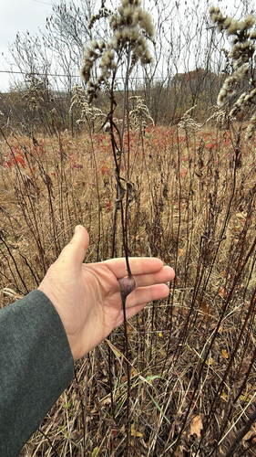 Unknown species found near Hardy Hill Rd, Lebanon, NH, US
