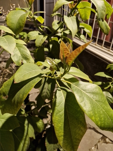 Avocado