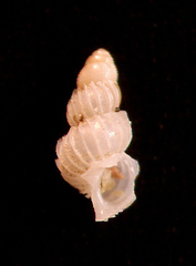 Epitonium sawinae image