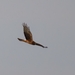Northern Harrier from Smyrna, DE 19977, USA on November 05, 2025 at 02:41 PM by Laura