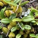 Bulbophyllum fuscum - Photo (c) carolineconradie, todos los derechos reservados