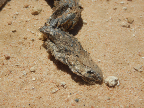 Eastern Brown Snake sighting