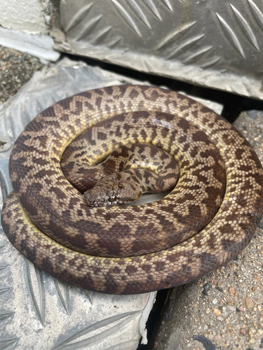 Spotted Python sighting