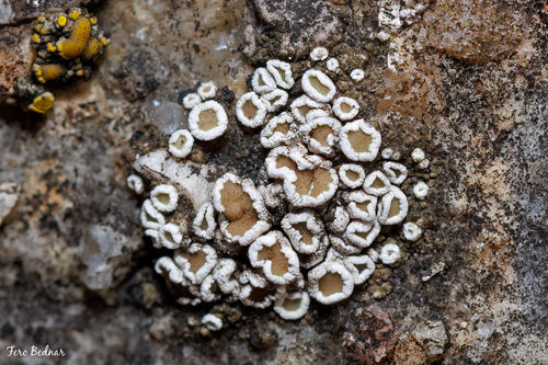 Myriolecis dispersa