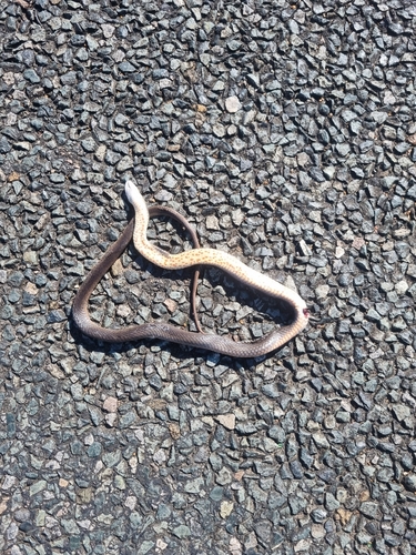 Eastern Brown Snake sighting
