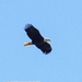 Bald Eagle from Smyrna, DE 19977, USA on November 05, 2025 at 11:45 AM by Laura