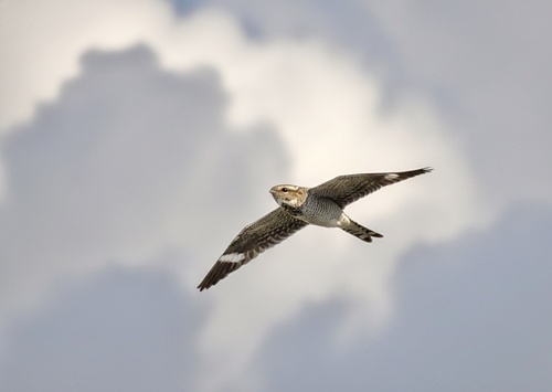 Chotacabras zumbón observed by rommelromero
