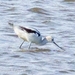 American Avocet from Smyrna, DE 19977, USA on November 05, 2025 at 12:03 PM by Laura