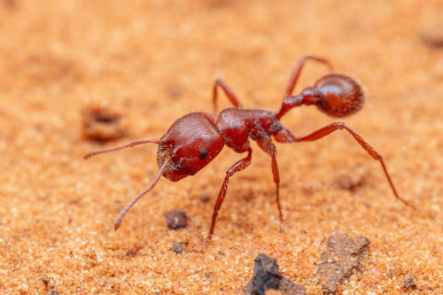 Pogonomyrmex apache