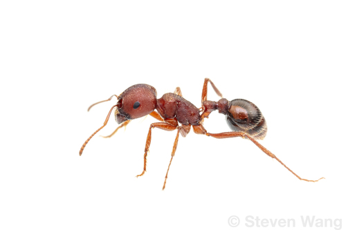 Red Harvester Ant