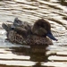 Green-winged Teal from Smyrna, DE 19977, USA on November 05, 2025 at 02:27 PM by Laura