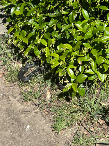 Highlands Copperhead sighting