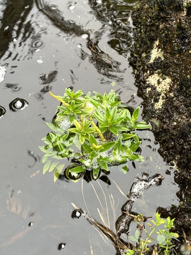 Waihee Valley peperomia (Peperomia ligustrina)