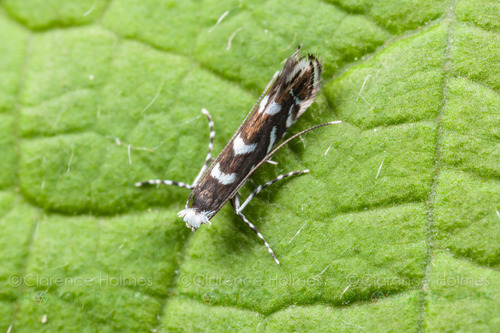 Locust Digitate Leafminer Moth
