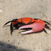 Thick-legged Fiddler Crab - Photo (c) tengumaster89, all rights reserved