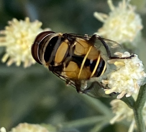 Unknown species found near 19th Ave NE, Sun City Center, FL, US