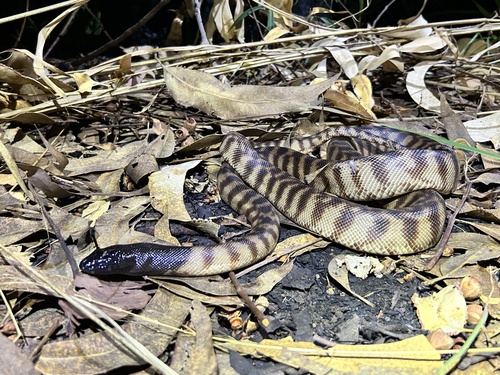 Black-headed Python sighting