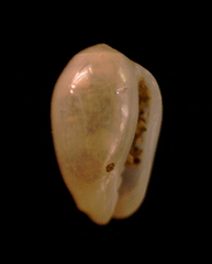 Plesiocystiscus politulus image