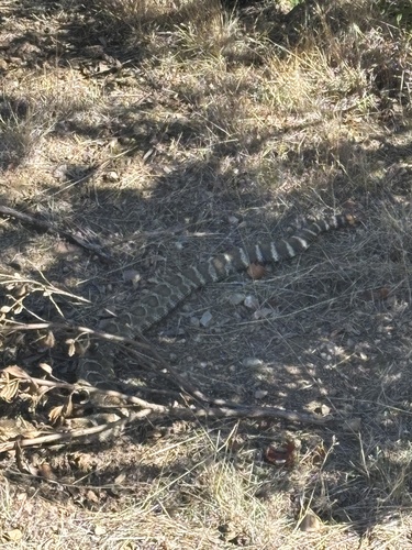 iNaturalist observation photo of Northern Pacific Rattlesnake