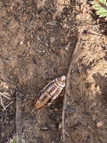 iNaturalist observation photo of Three-lined Cockroach