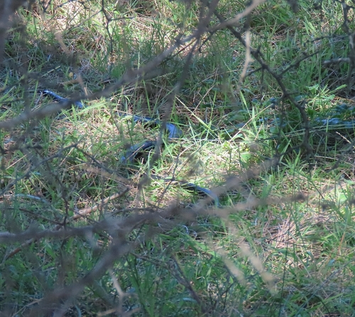 Red-bellied Black Snake sighting