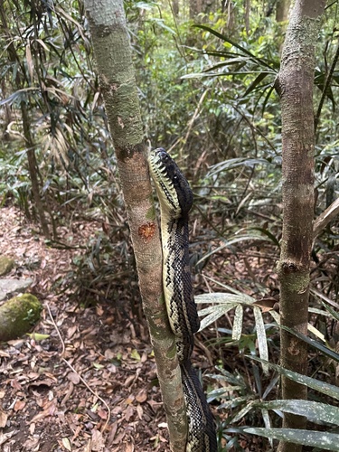 Coastal Carpet Python sighting