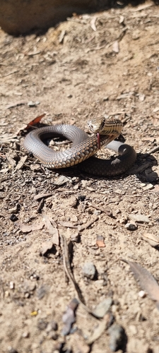 Highlands Copperhead sighting