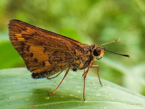 Dark Palm Dart