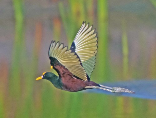 Northern Jacana