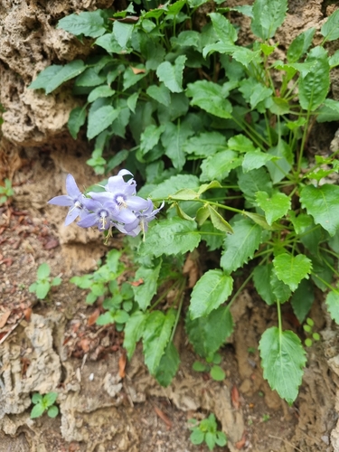 Campanula versicolor