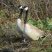 Western Canada Goose - Photo (c) Dave Barry, all rights reserved, uploaded by Dave Barry