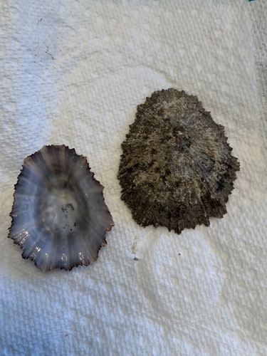 Patella aspera