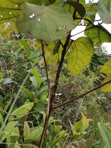 Ochroma pyramidale - Whole tree