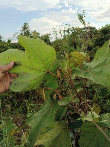 Ochroma pyramidale - Fruit
