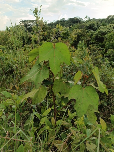 Ochroma pyramidale - Flowers