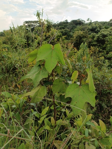 Ochroma pyramidale - Leaves