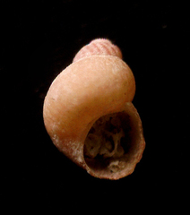 Eulithidium pulloides image
