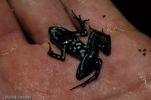 Bronze Mantella