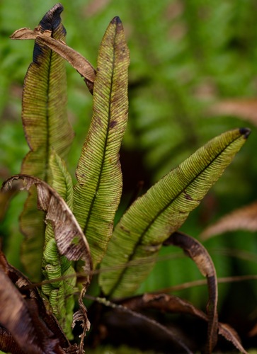 Veined Tongue-fern (Elaphoglossum nervosum)