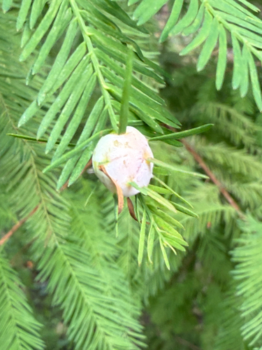 Unknown species found near Holly Dr N, Annapolis, MD, US