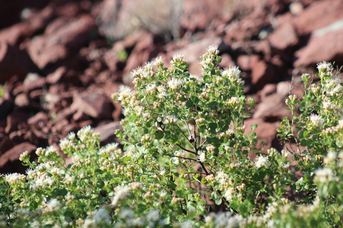 Ageratina wrightii
