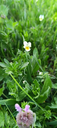 European field pansy