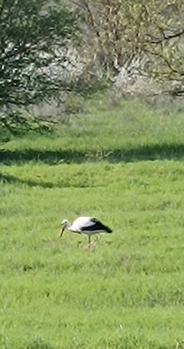White Stork