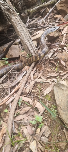 Eastern Tiger Snake sighting