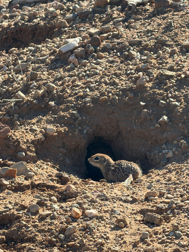 Spotted Ground Squirrel observed by priscilla_inostroza