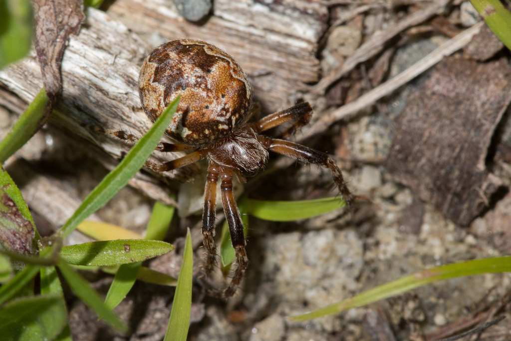 Ornamental Orbweaver from Marshfield, VT, USA on July 5, 2019 at 01:55 ...