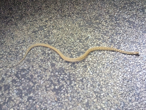 Rough-scaled Snake sighting