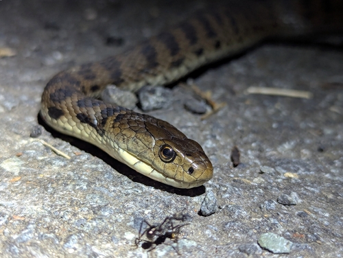 Rough-scaled Snake sighting