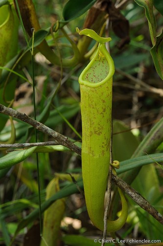 Nepenthes suratensis