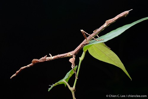 Phenacephorus